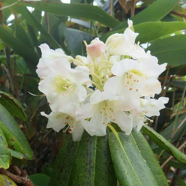 ハクサンシャクナゲ