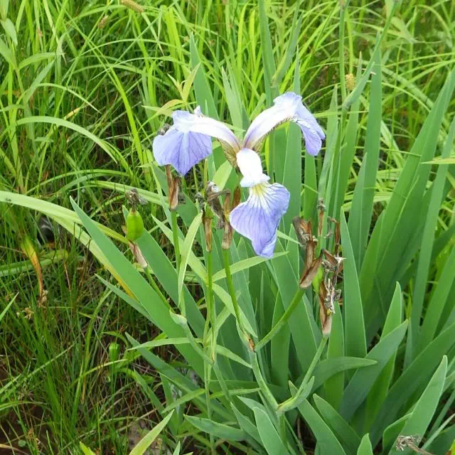 ヒオウギアヤメ