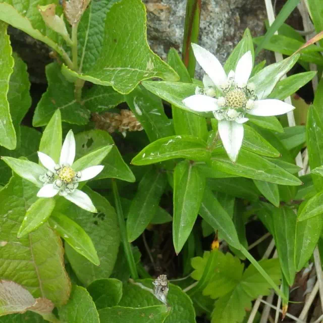 ミネウスユキソウ