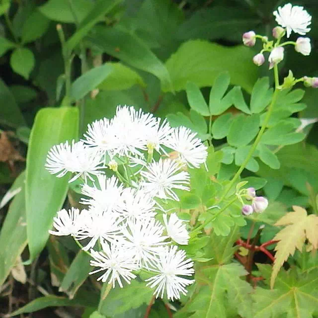 ミヤマカラマツ