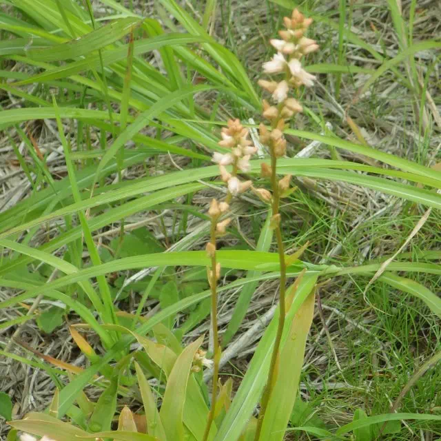 ネバリノギラン