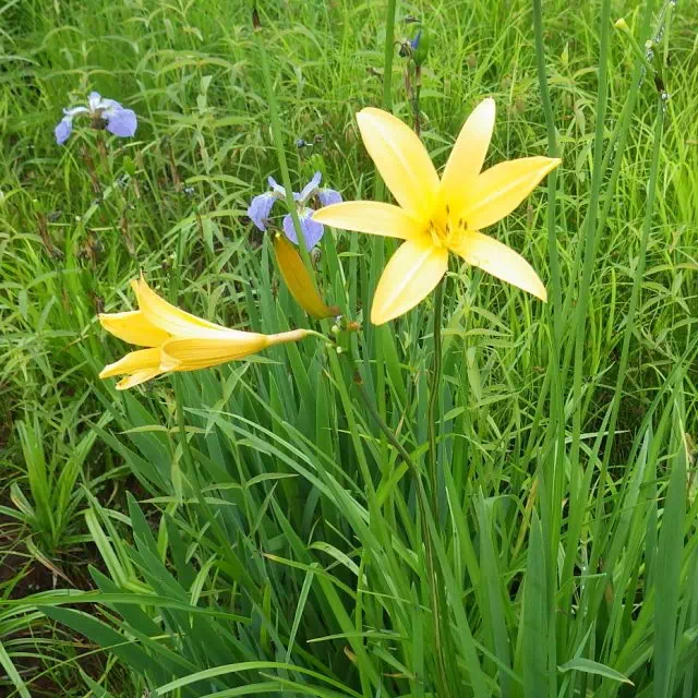 ニッコウキスゲ