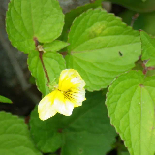 オオバキスミレ