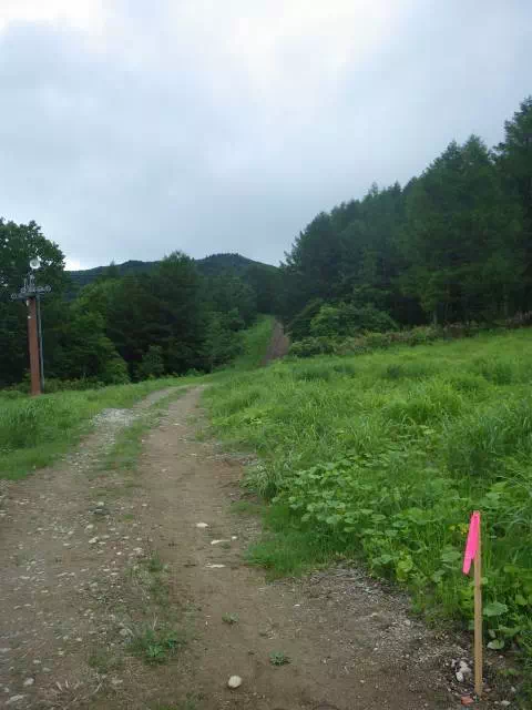 作業道登り