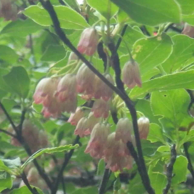 サラサドウダン