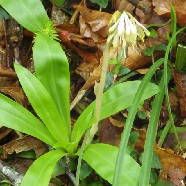ショウジョウバカマ