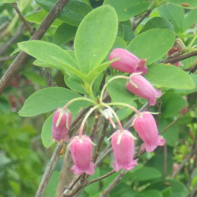 ウラジロヨウラク