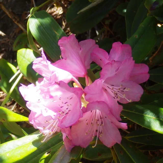 アズマシャクナゲ