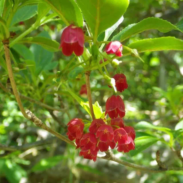 ベニサラサドウダン