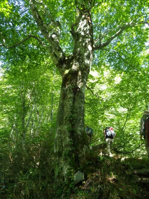 ブナ大木 ブナ大木