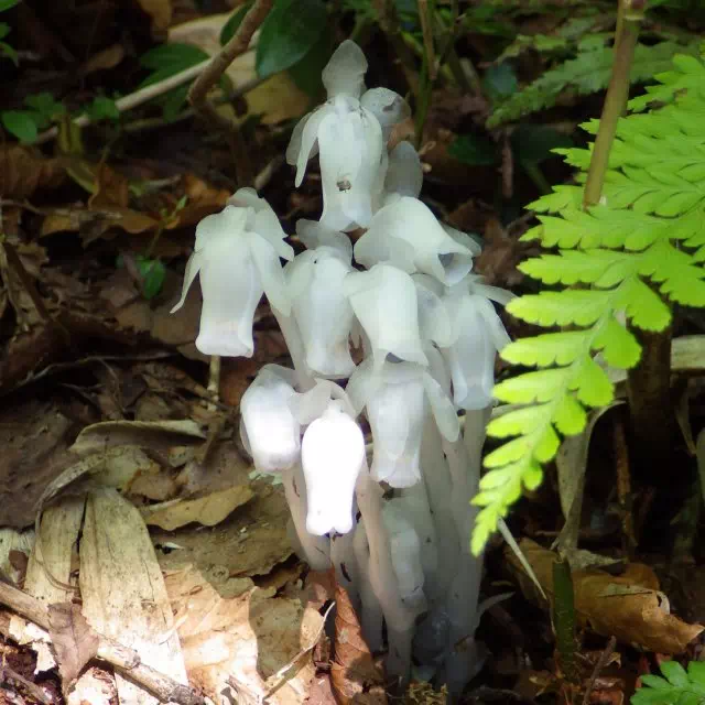 ギンリョウソウ