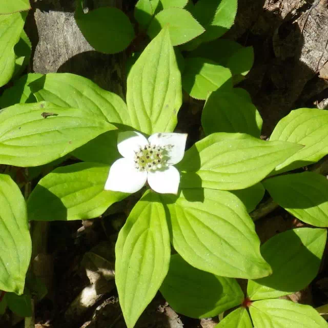 ゴゼンタチバナ