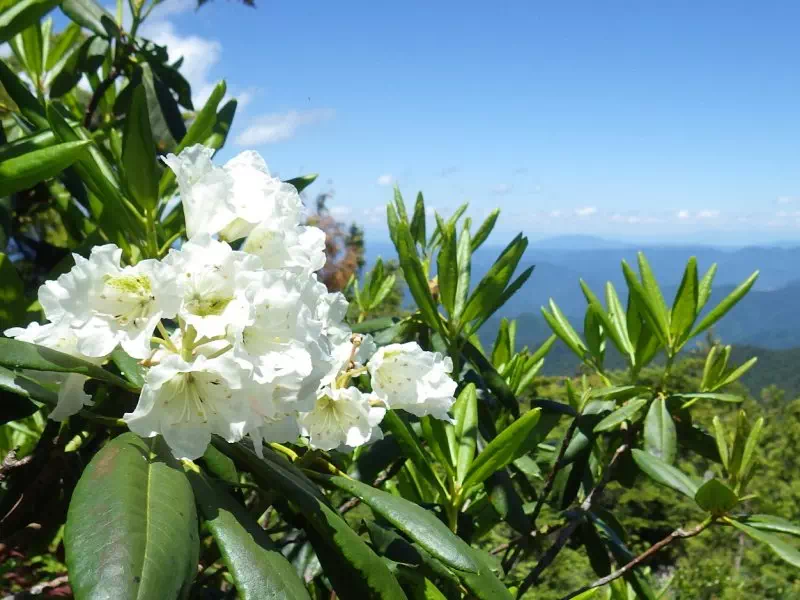 ハクサンシャクナゲ