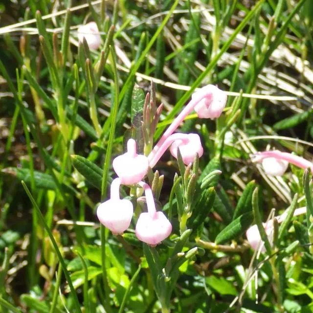 ヒメシャクナゲ