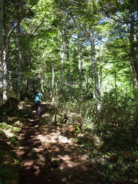 樹林の登り 樹林の登り