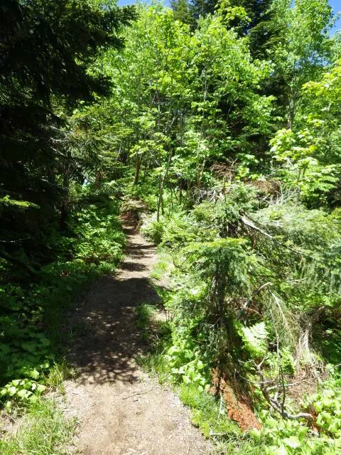 樹林の道 樹林の道