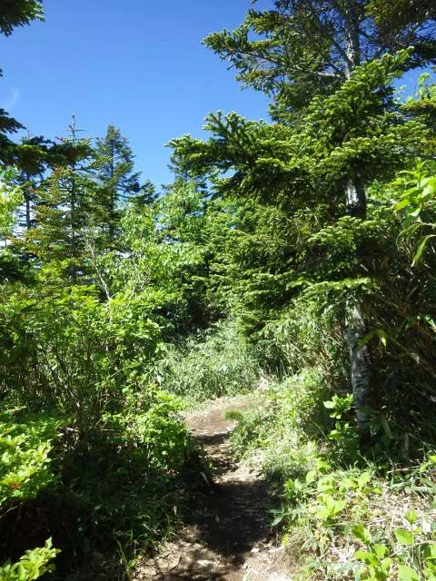 樹林が終わる 樹林が終わる