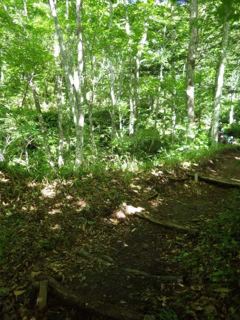 広葉樹林 広葉樹林