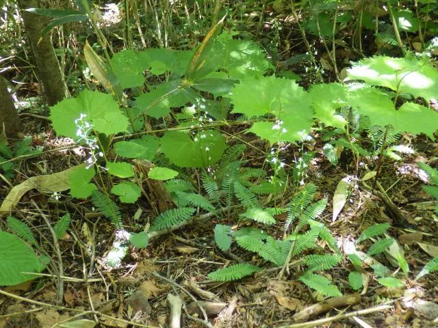 見納めのオサバグサ 見納めのオサバグサ
