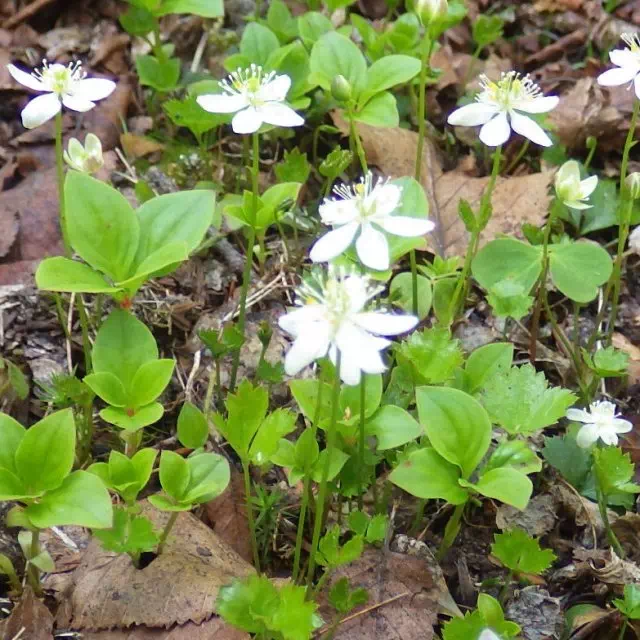 ミツバオウレン