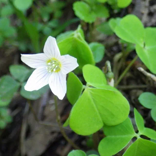 ミヤマカタバミ