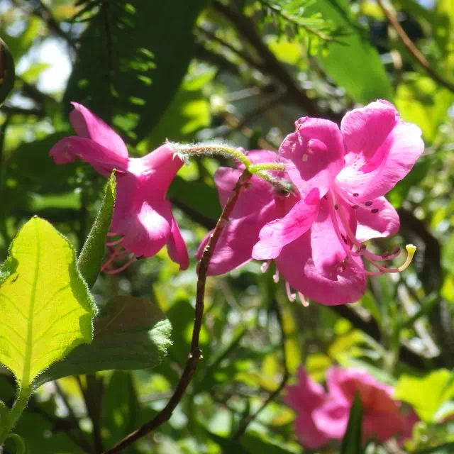 ムラサキヤシオ