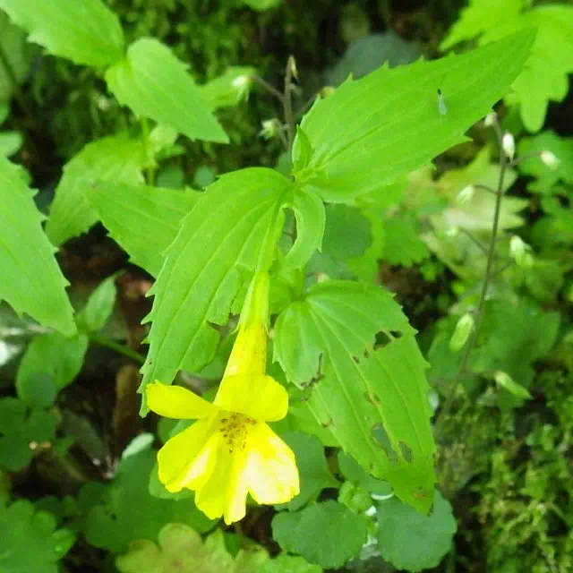 オオバミゾホオズキ