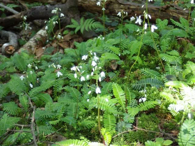 オサバグサ群落 オサバグサ群落