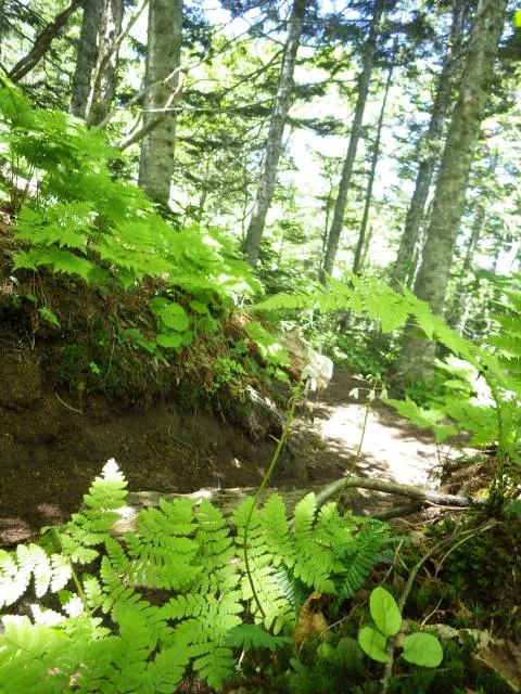 オサバグサ咲く道