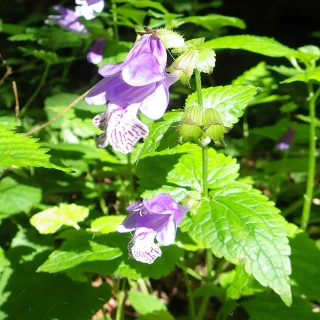 ラショウモンカズラ