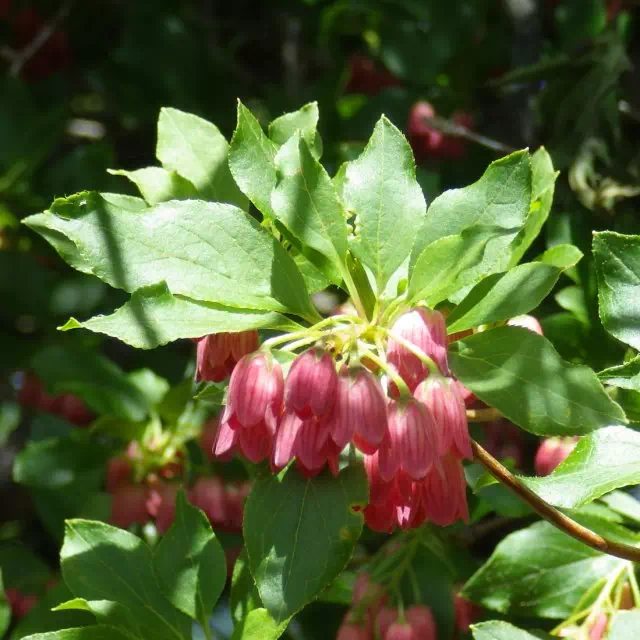 サラサドウダン