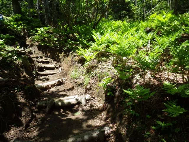 シダの多い道 シダの多い道