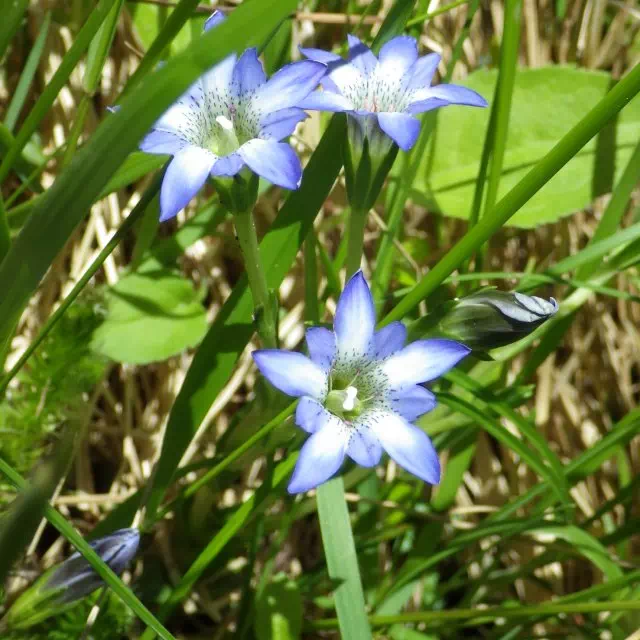 タテヤマリンドウ