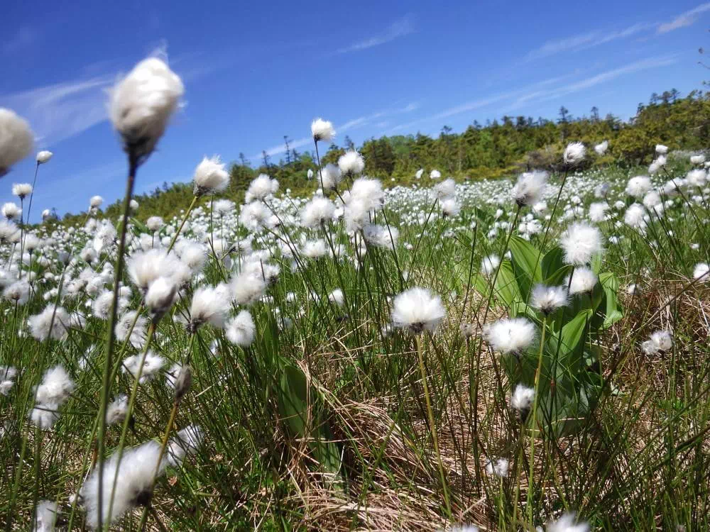 ワタスゲ群落 ワタスゲ群落