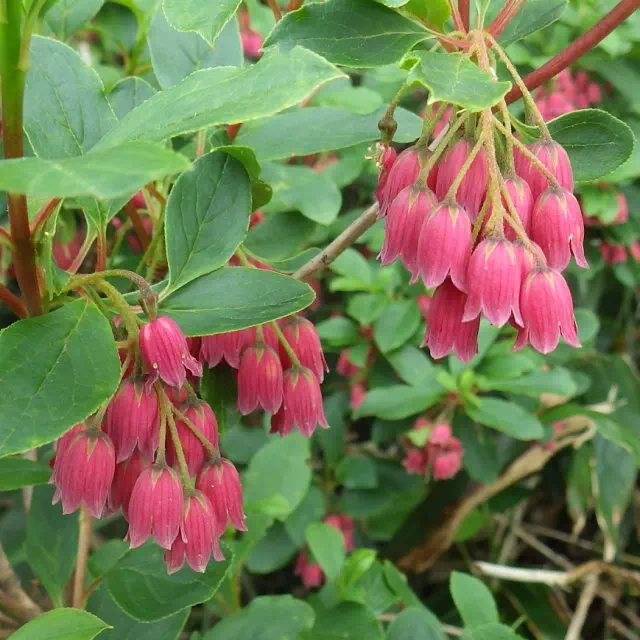 ベニサラサドウダン