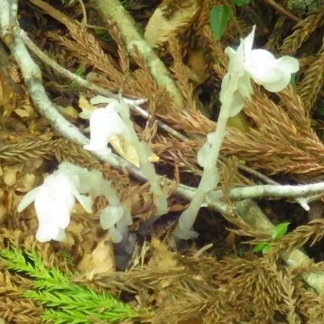 ギンリョウソウ