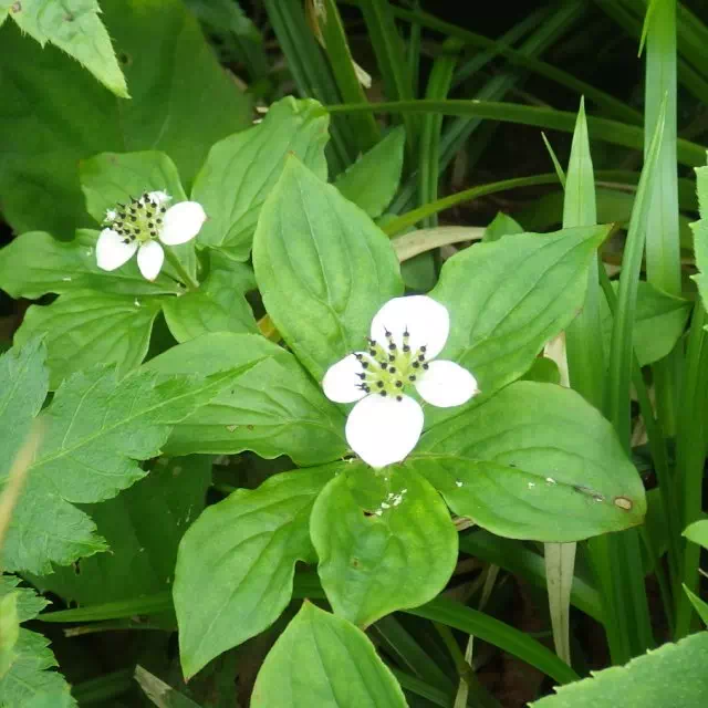 ゴゼンタチバナ