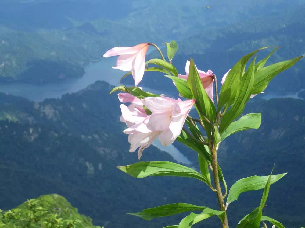 田子倉湖とヒメサユリ