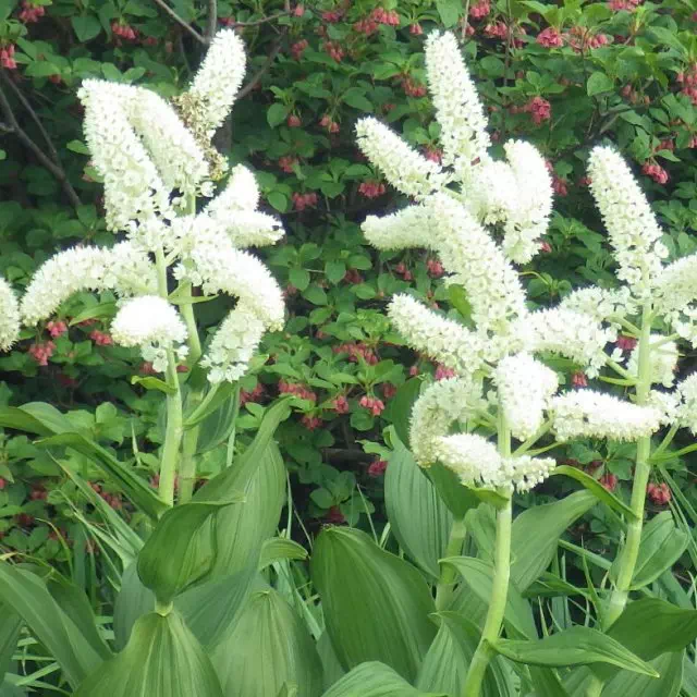 コバイケイソウ