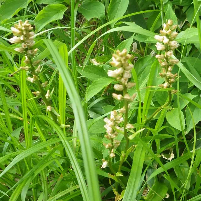 ネバリノギラン