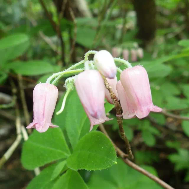 ウラジロヨウラク