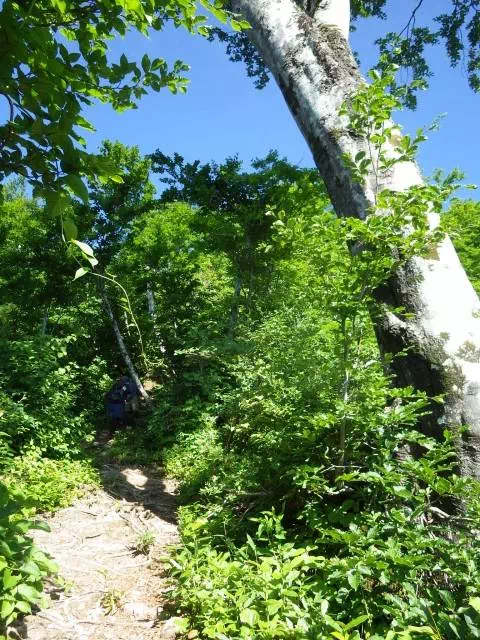 ブナ大木 ブナ大木