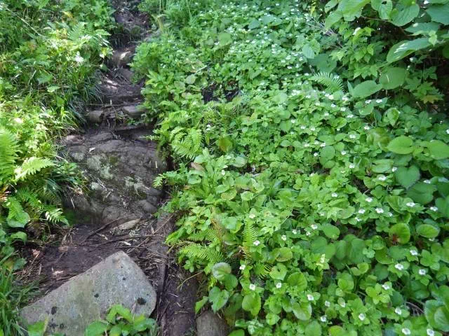 ゴゼンタチバナ群落 ゴゼンタチバナ群落