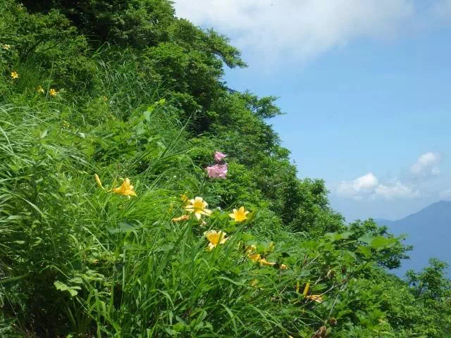 ニッコウキスゲ ニッコウキスゲ