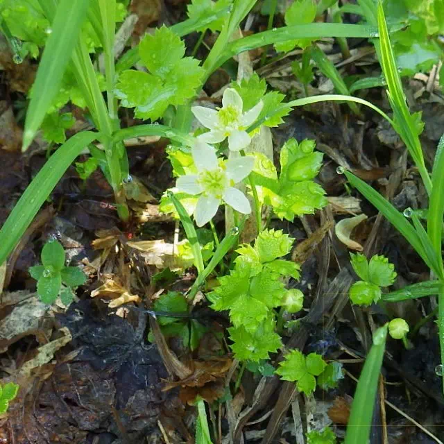 ミツバオウレン