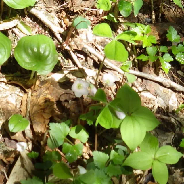 ミヤマカタバミ