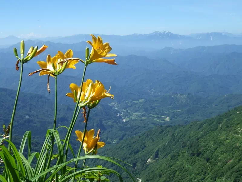 ニッコウキスゲ ニッコウキスゲ