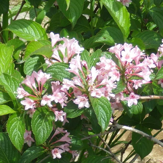 タニウツギ タニウツギ