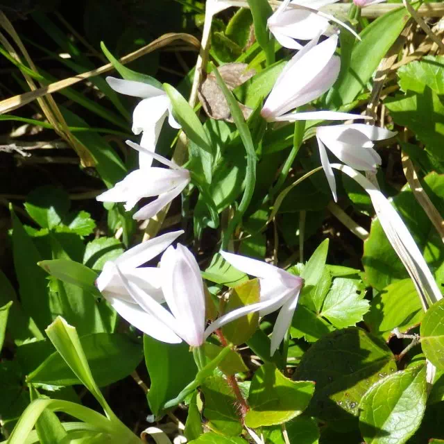 トキソウ トキソウ