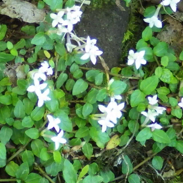 ツルアリドウシ